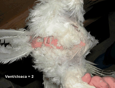 laywel vent cloaca
